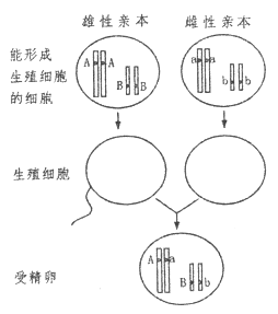 假设一对雌,雄马蛔虫的染色体上有两对基因(如下图),请分析回答