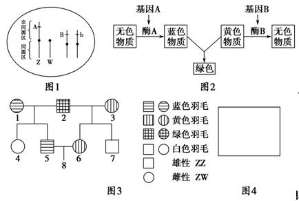 下列各项中,存在等位基因的是( )