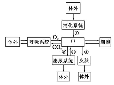 下图表示人体内的细胞与外界环境之间进行物质交换的过程,相关叙述