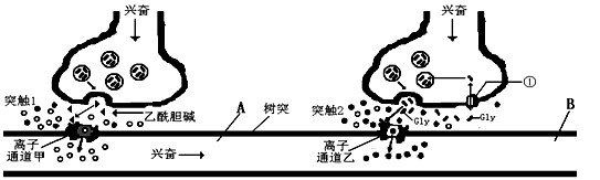 共找到与 高中-生物 兴奋在神经细胞间通过突触单向传导相关的试题14