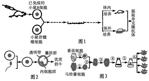> 高中-生物 单克隆抗体的优点及应用