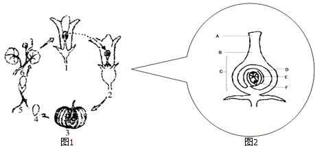 【综合题】如图是南瓜的发育过程和部分结构放大纵剖示意图,请据图