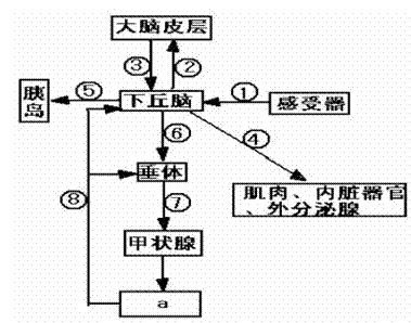 高中-生物 血糖平衡的意義